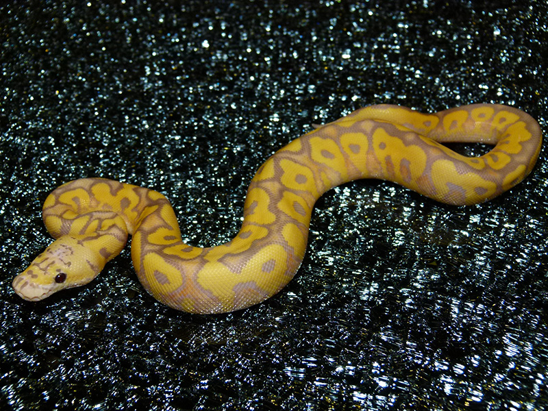Clown Coral Glow Pastel Yellow Belly