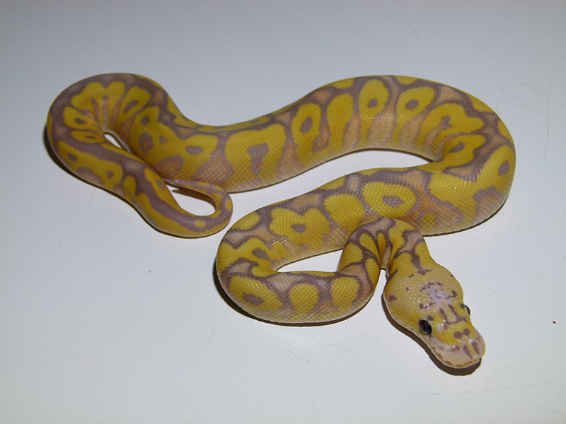 Clown Coral Glow Pastel Yellow Belly