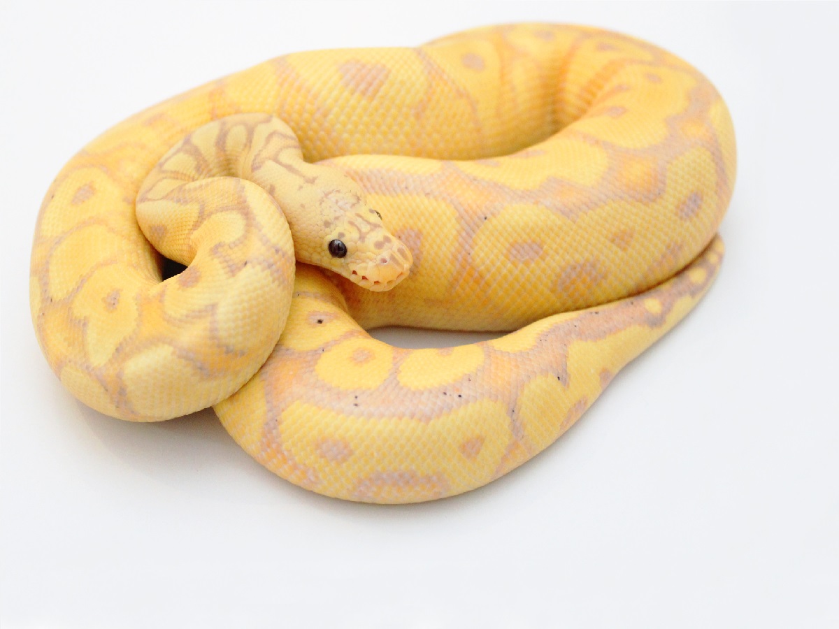 Clown Coral Glow Pastel Yellow Belly