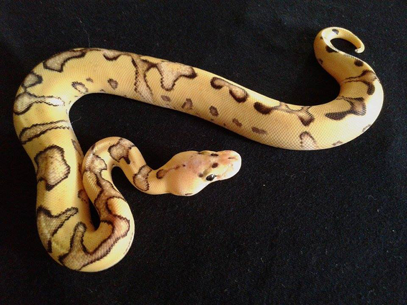 Clown Enchi Fire Pastel Morph List World Of Ball Pythons