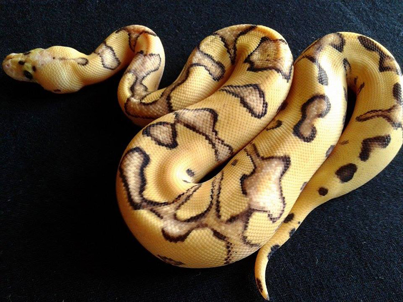 Clown Enchi Fire Pastel