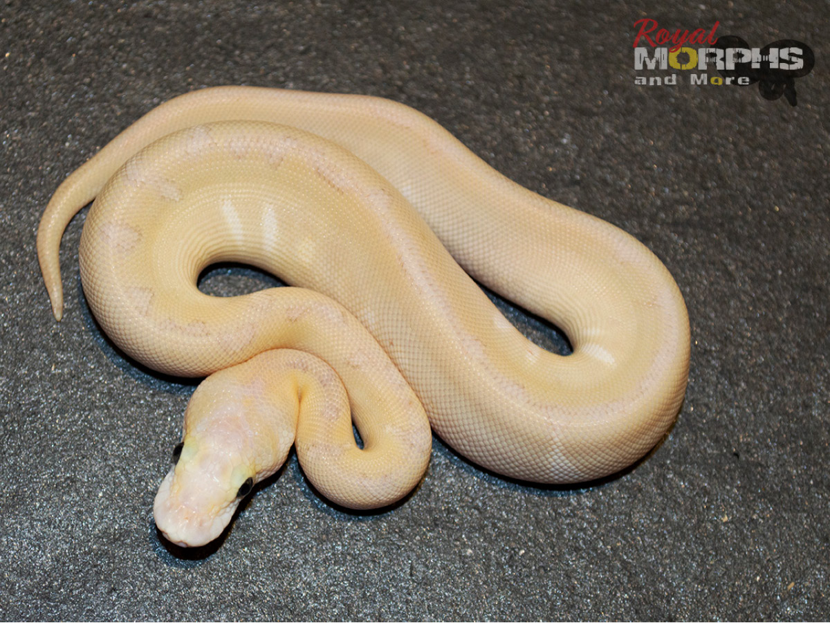 Clown Enchi Fire Pinstripe Super Pastel