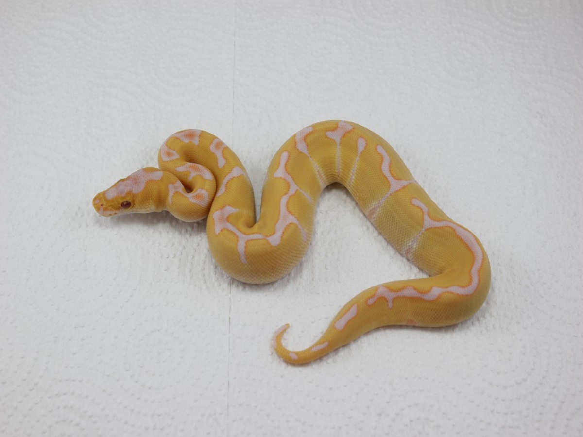 Clown Enchi Lavender Albino