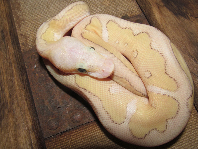 Clown Enchi Lesser Pastel