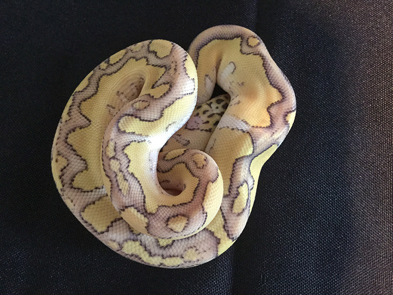 Clown Enchi Lesser Pastel