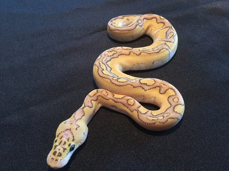 Clown Enchi Lesser Pastel