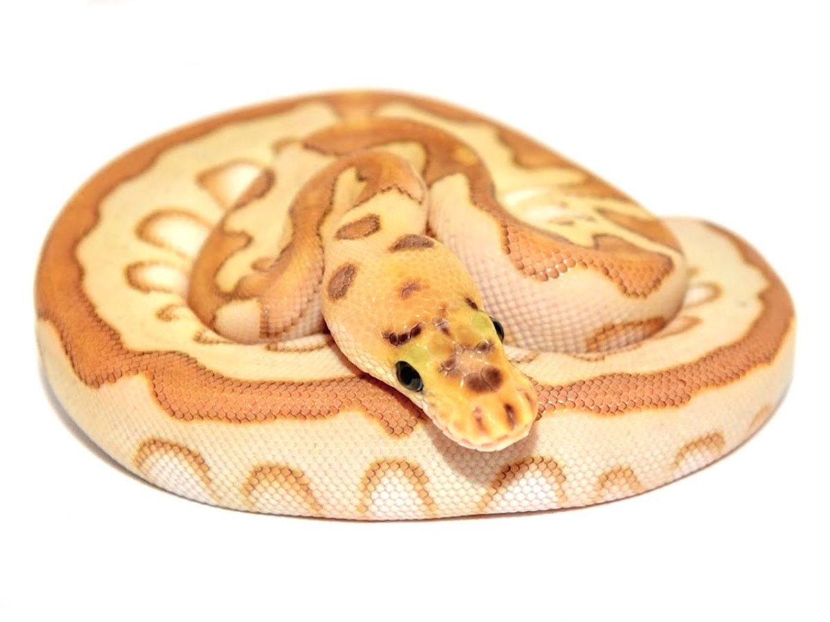 Clown Enchi Lesser Spotnose