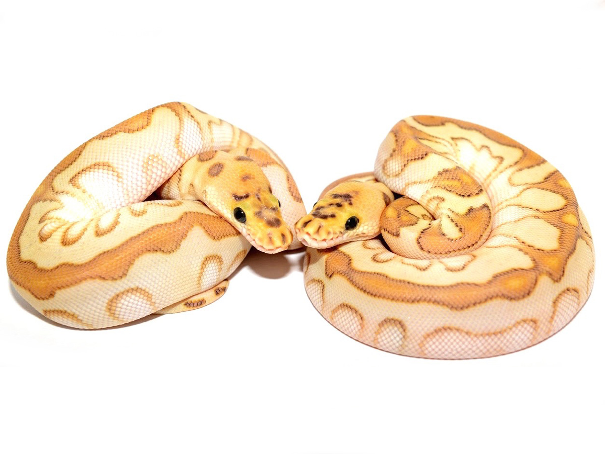 Clown Enchi Lesser Spotnose