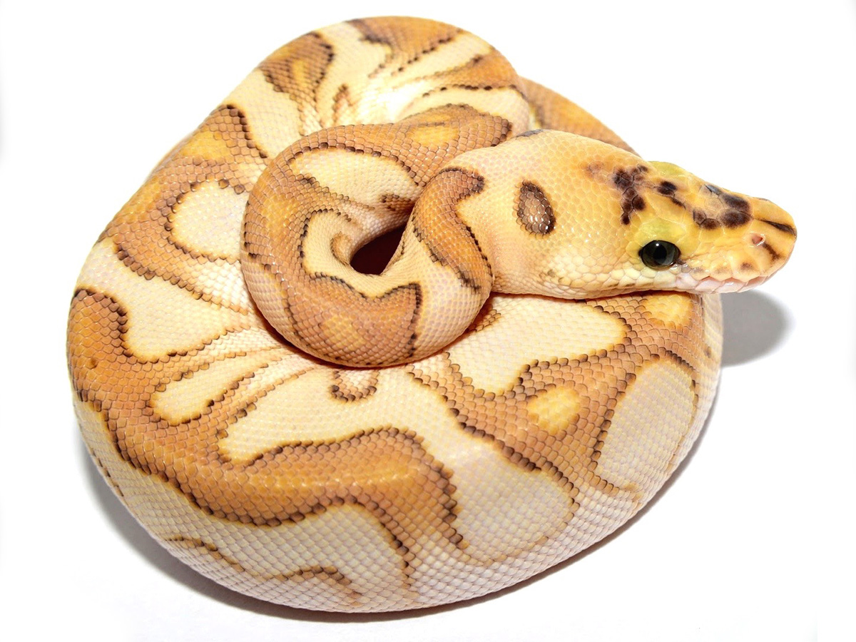 Clown Enchi Lesser Spotnose