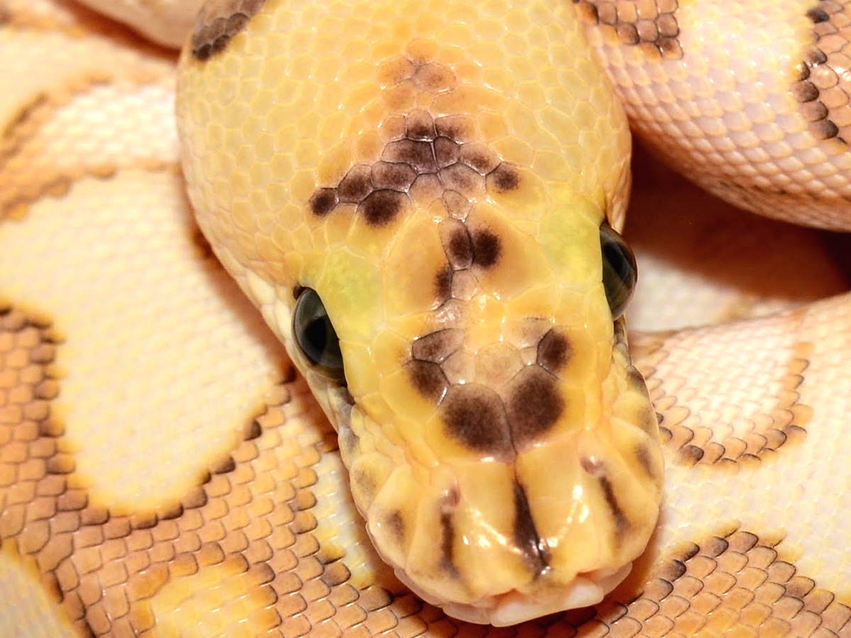 Clown Enchi Lesser Spotnose