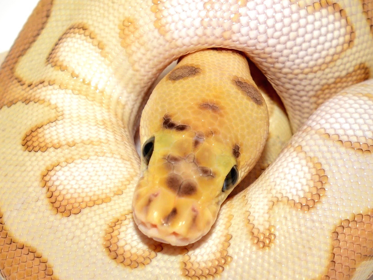 Clown Enchi Lesser Spotnose