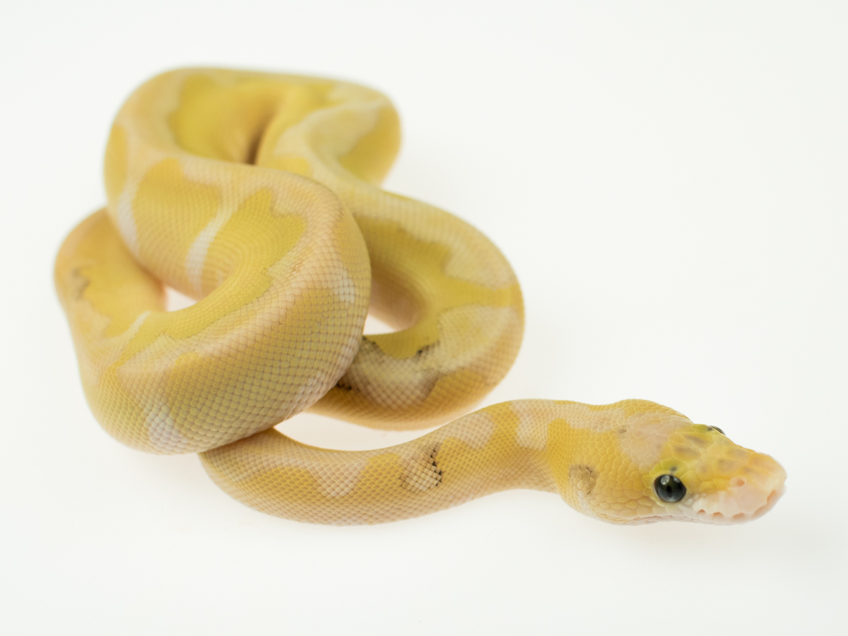 Clown Enchi Lesser Super Pastel