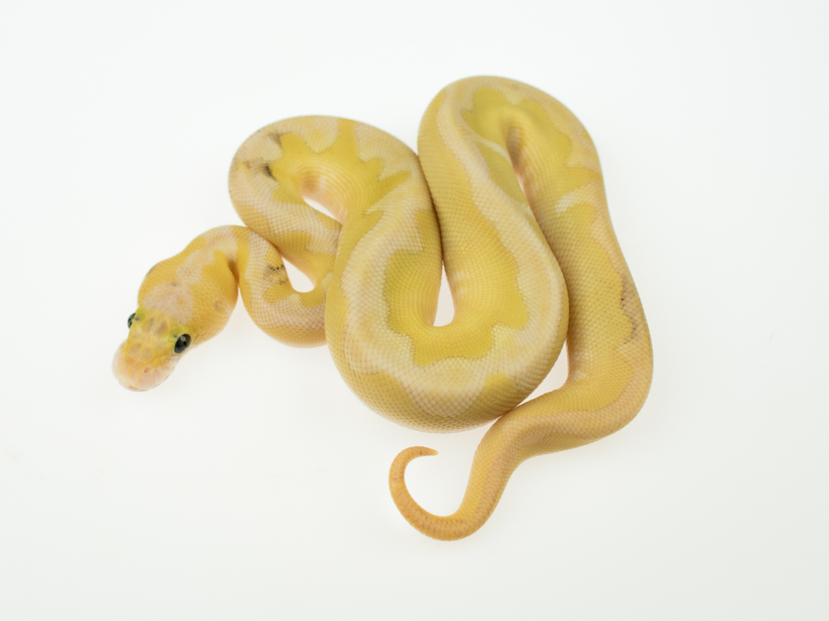 Clown Enchi Lesser Super Pastel