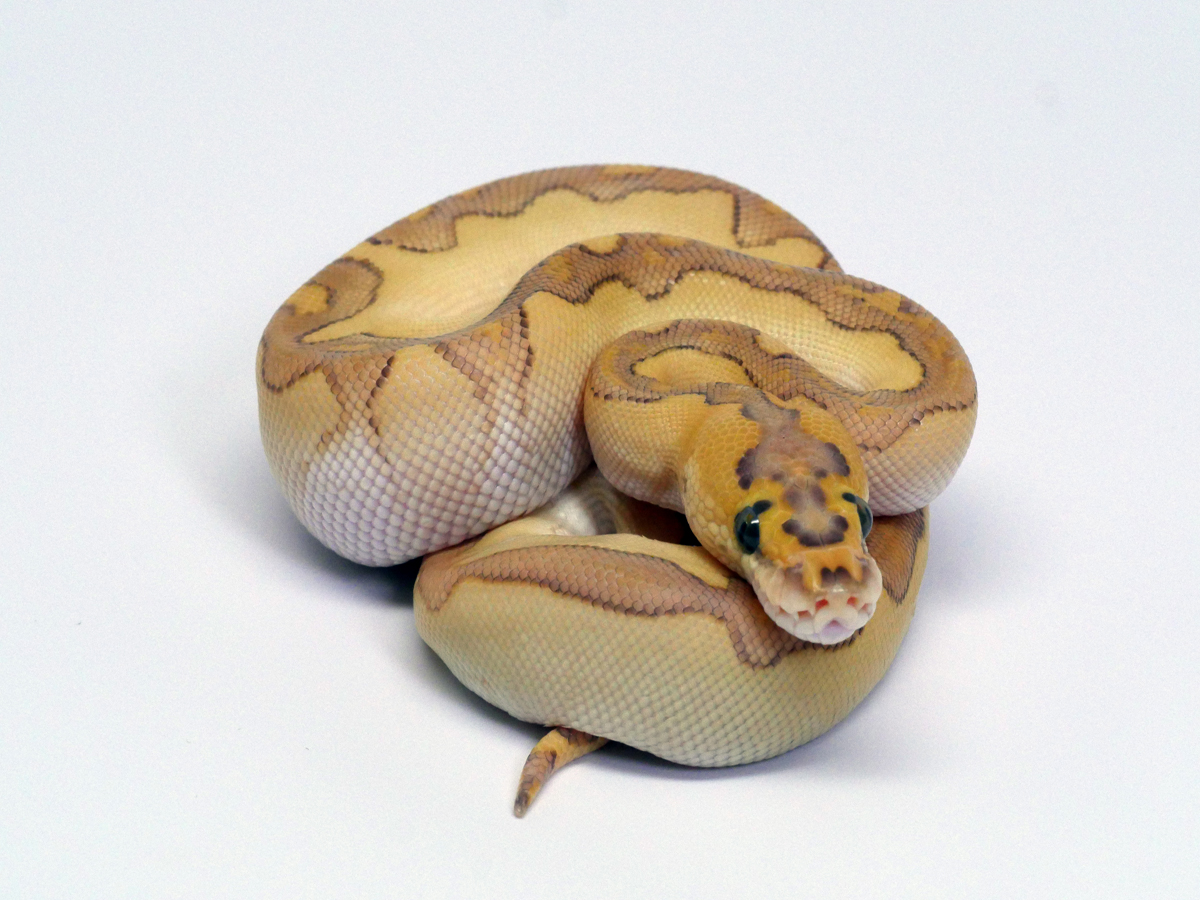 Clown Enchi Lesser Vanilla