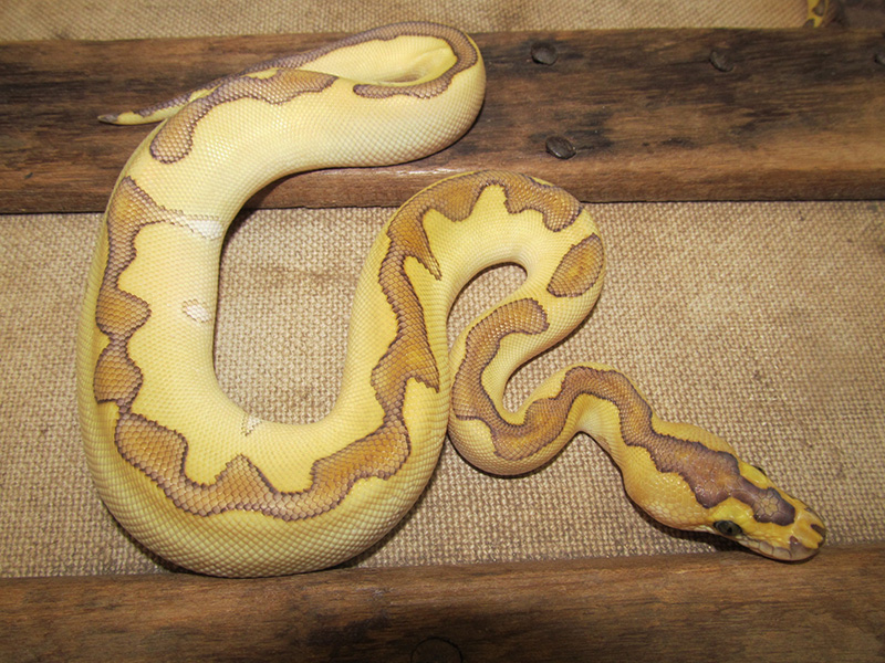 Clown Enchi Lesser