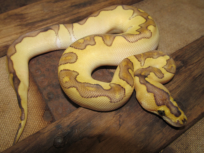 Clown Enchi Lesser