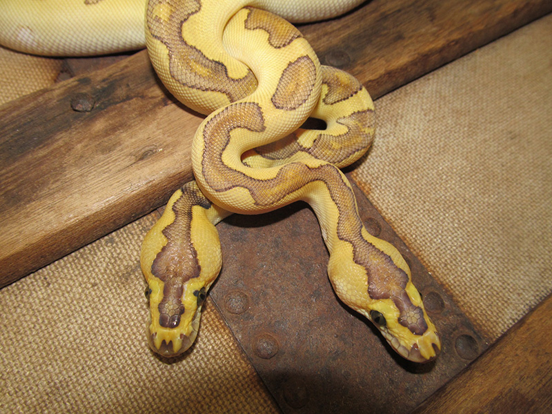 Clown Enchi Lesser