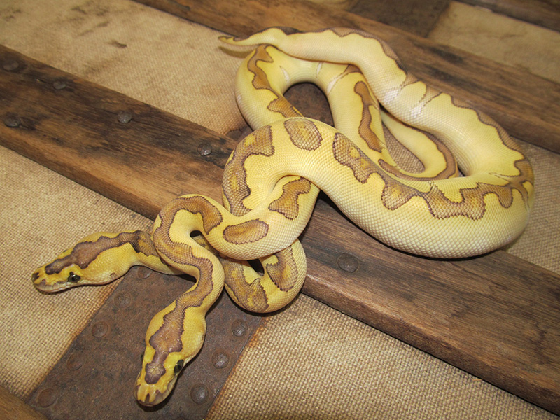 Clown Enchi Lesser