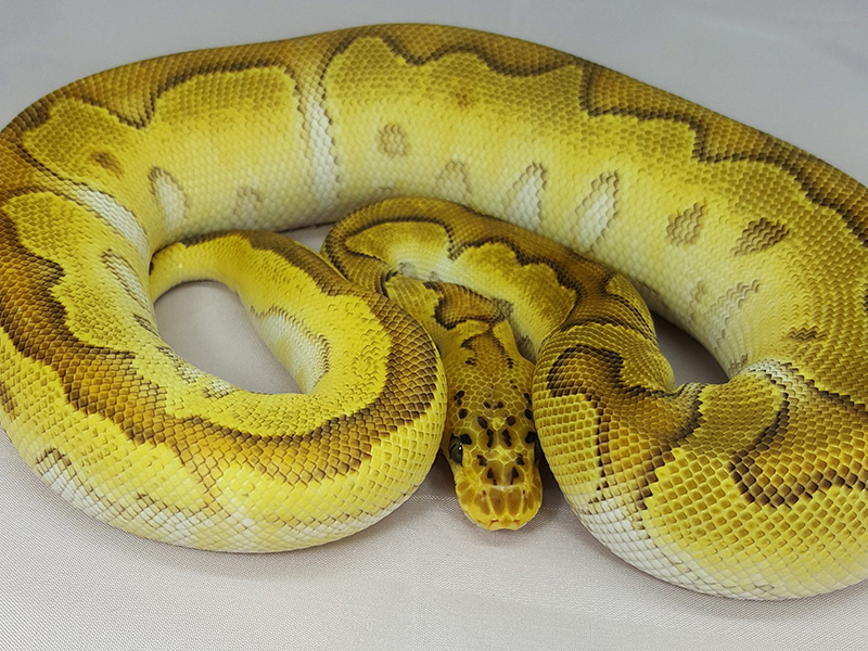 Clown Enchi Mojave Pastel