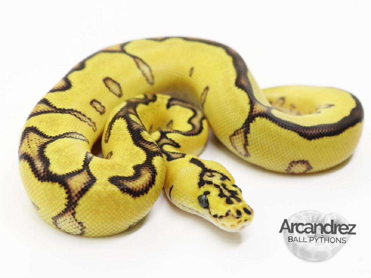 Clown Enchi Pastel Yellow Belly Morph List World Of Ball Pythons