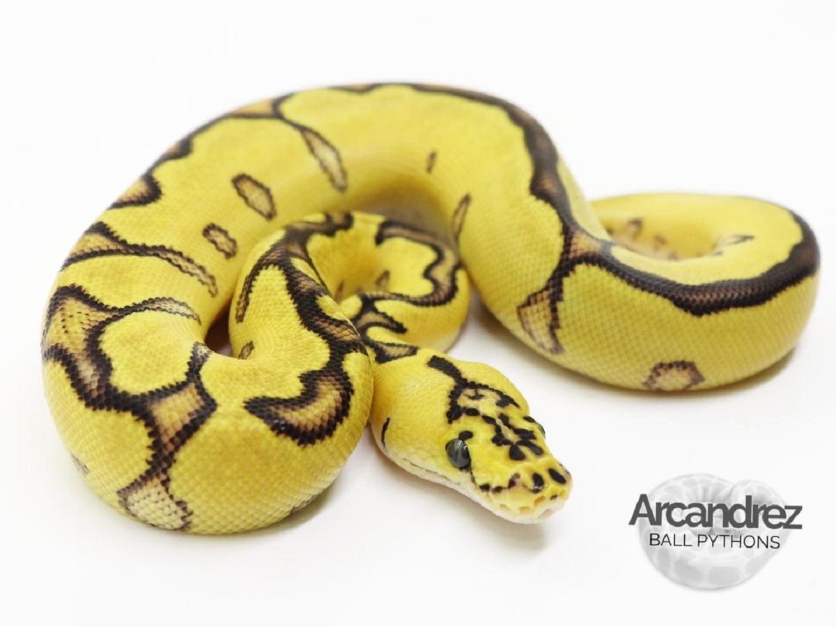 Clown Enchi Pastel Yellow Belly