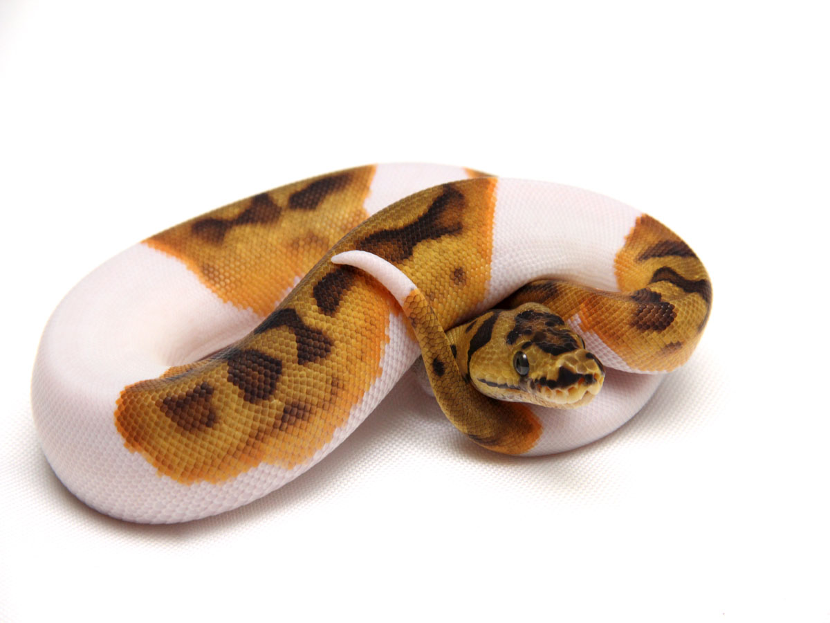 Clown Enchi Piebald