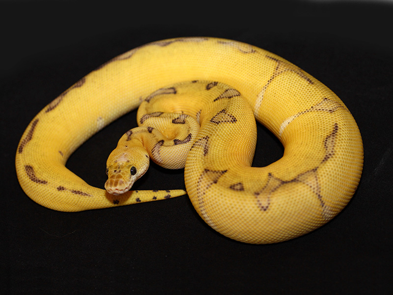 Clown Enchi Super Pastel