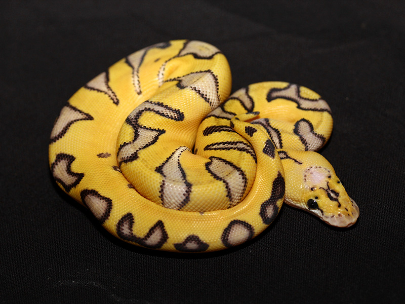 Clown Enchi Super Pastel