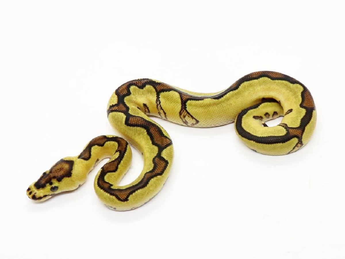 Clown Enchi Yellow Belly