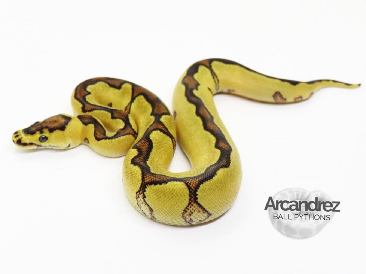 Clown Enchi Yellow Belly