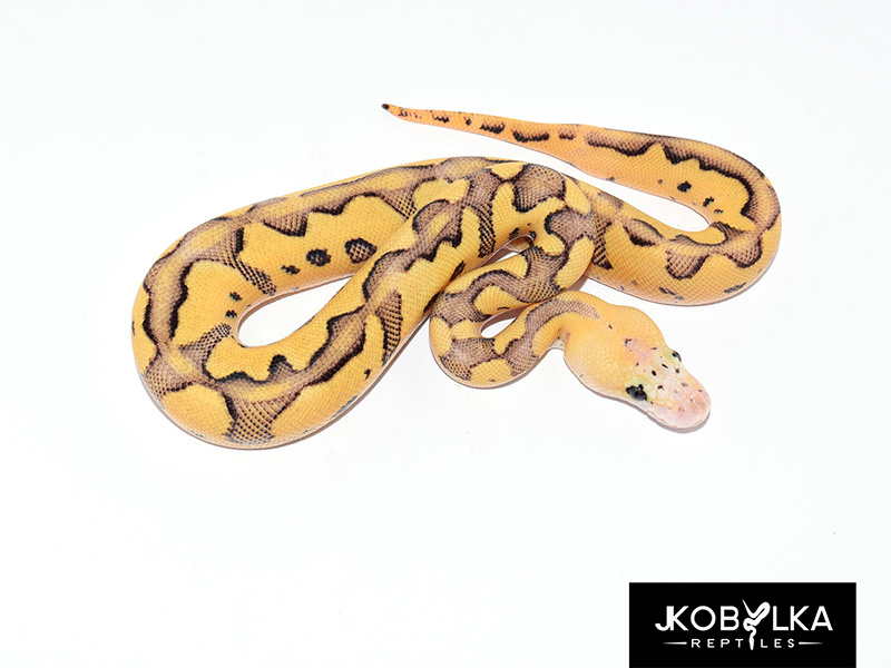 Clown Fire Ghi Leopard Pastel