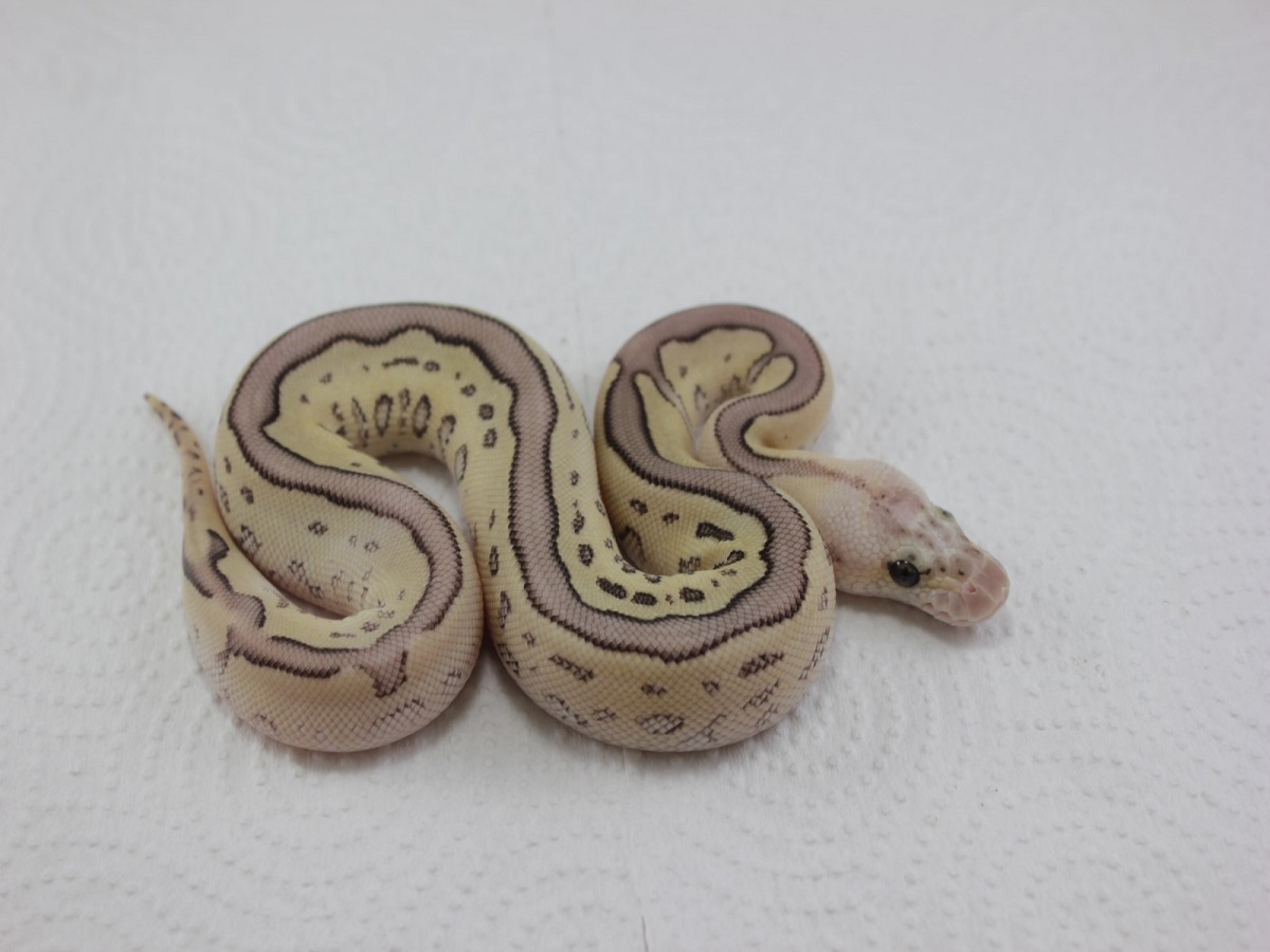 Clown Fire Leopard Lesser Pastel