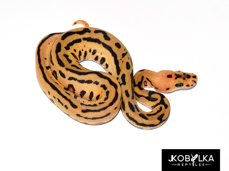 Clown Fire Leopard Spotnose