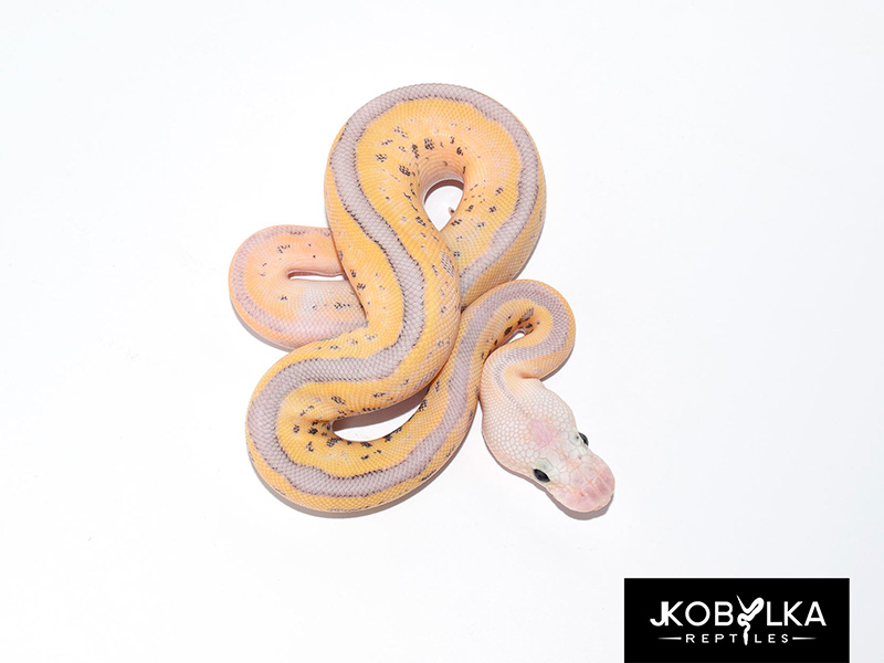 Clown Fire Leopard Super Pastel