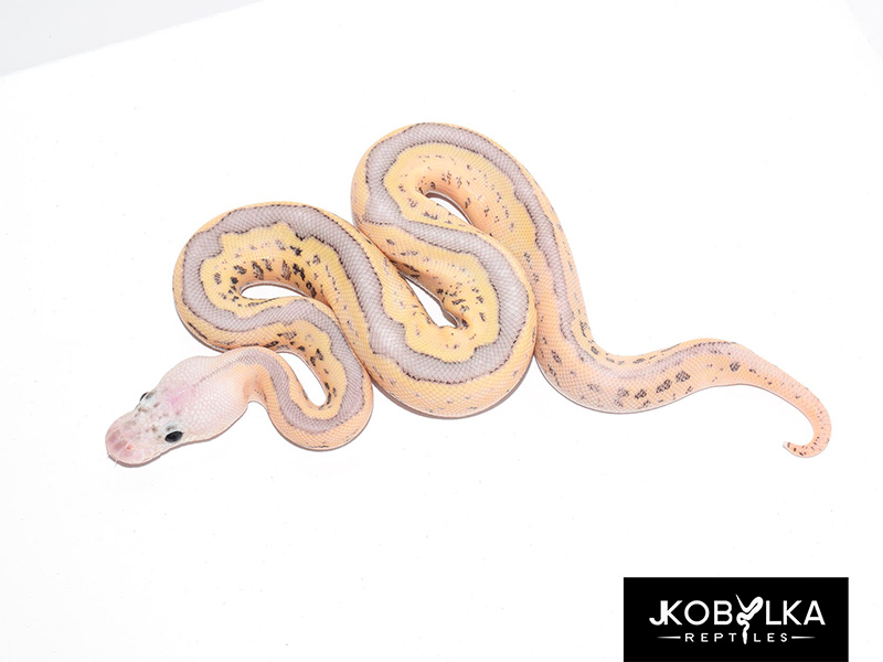 Clown Fire Leopard Super Pastel