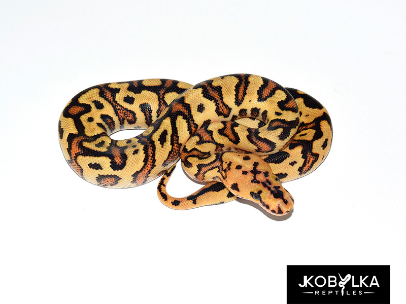 Clown Fire Spotnose Yellow Belly