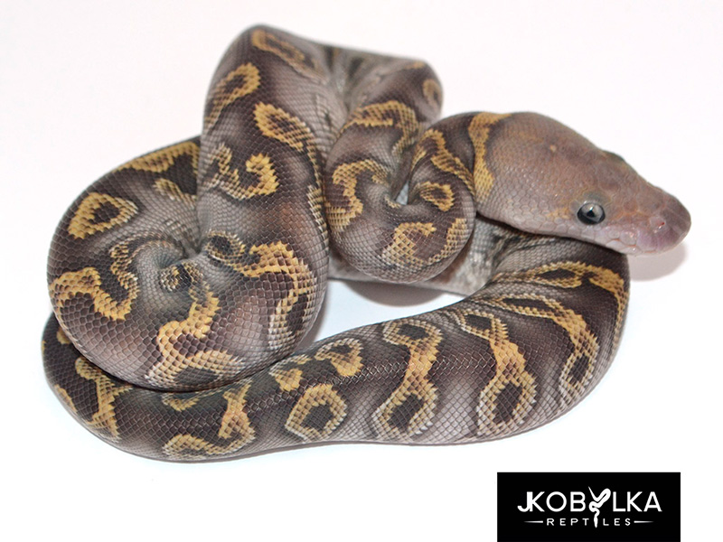 Clown Ghi Mojave