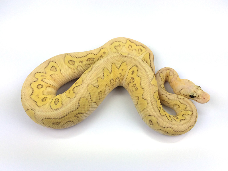 Clown Ghost Lesser Pastel