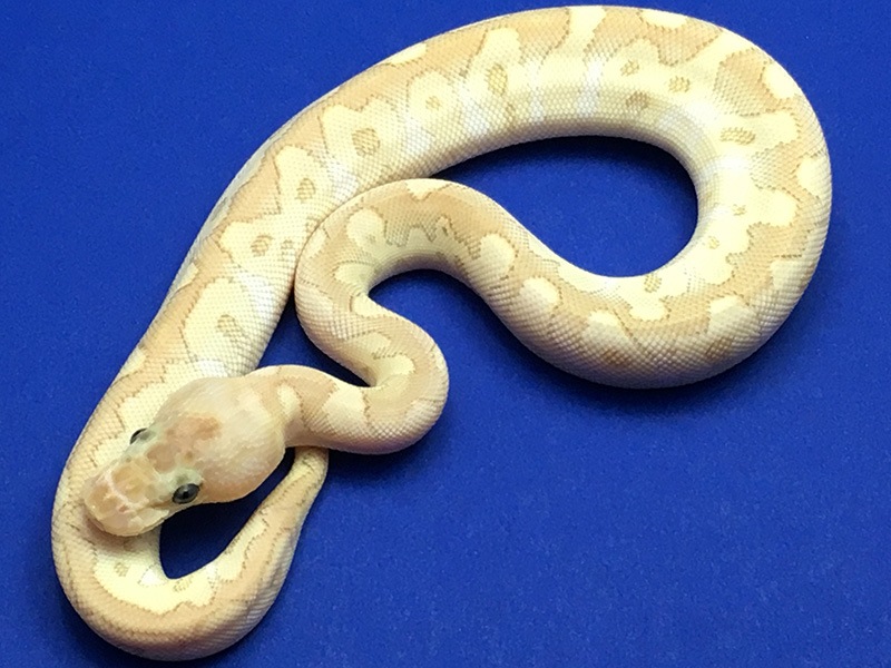 Morph List - World of Ball Pythons