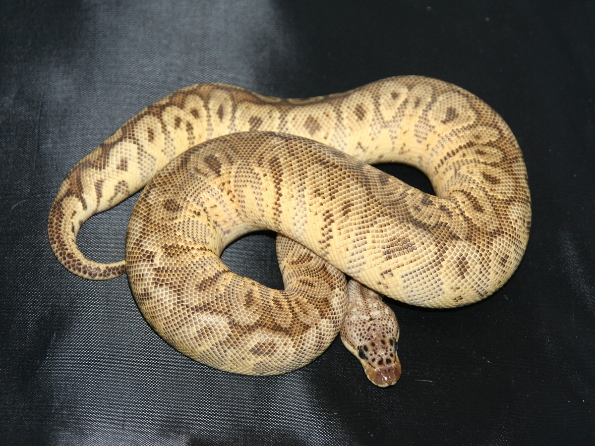 Clown Hidden Gene Woma Pastel Yellow Belly