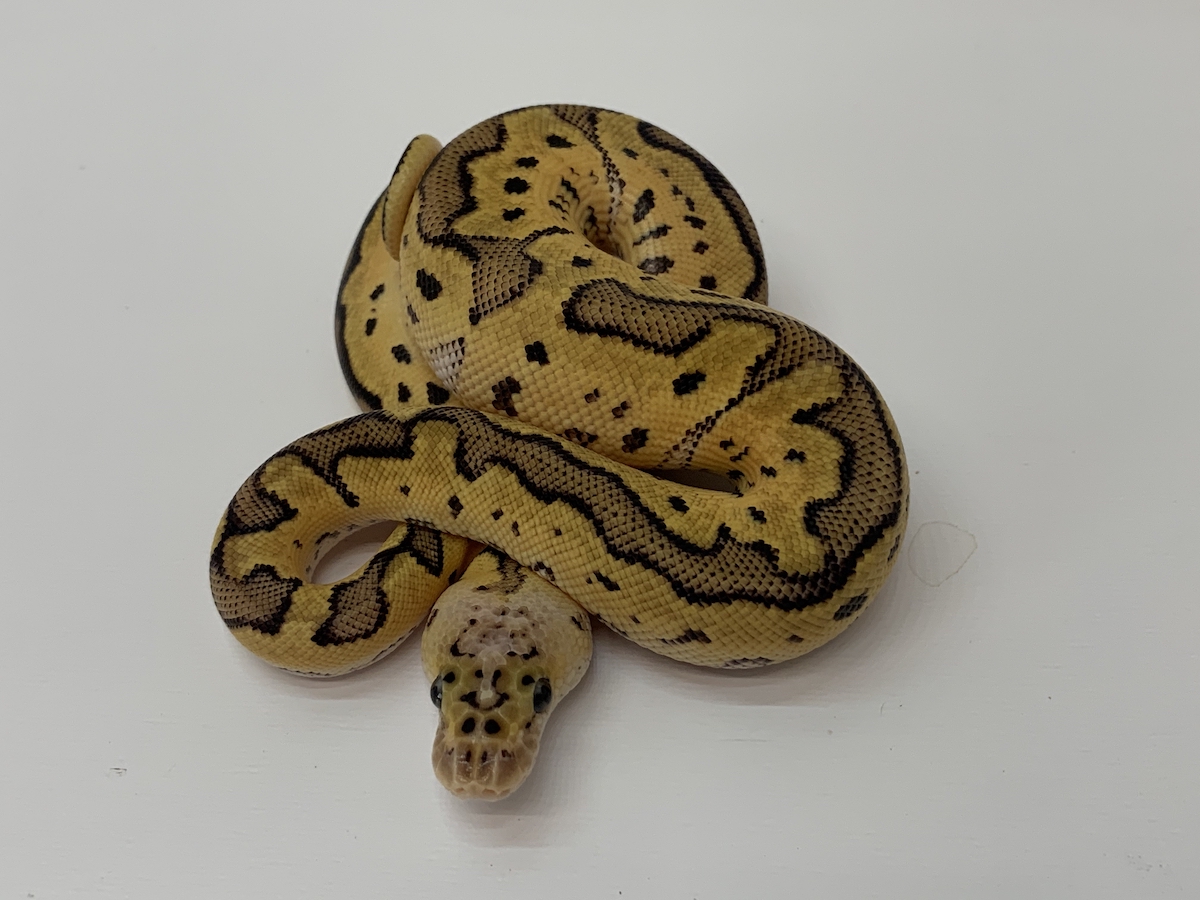 Clown Jungle Woma Pastel