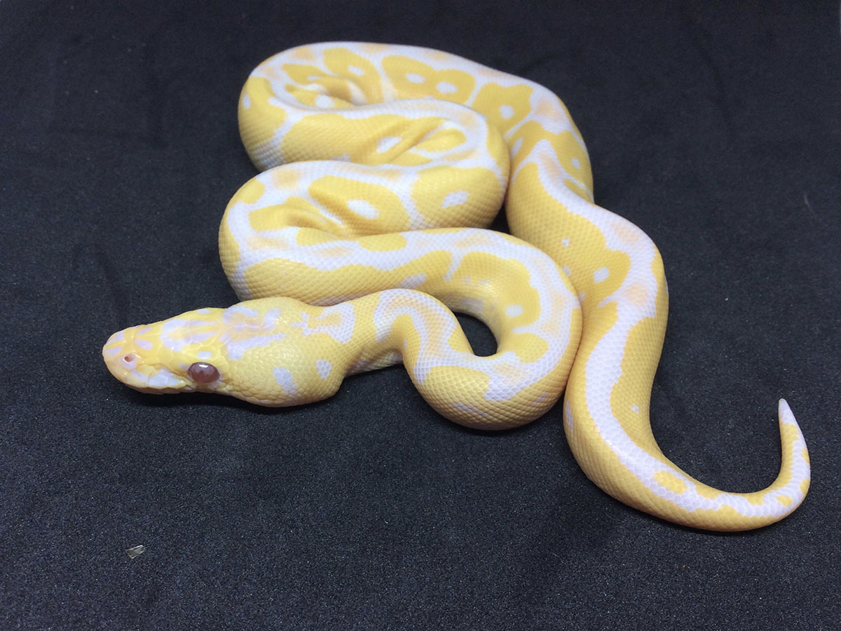 Clown Lavender Albino Pastel