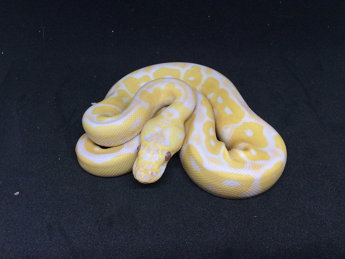 Clown Lavender Albino Pastel