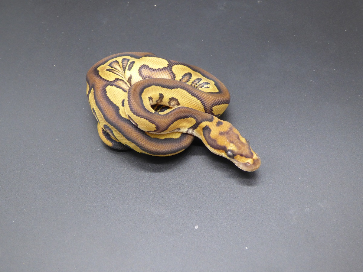 Clown Leopard Ball Mojave