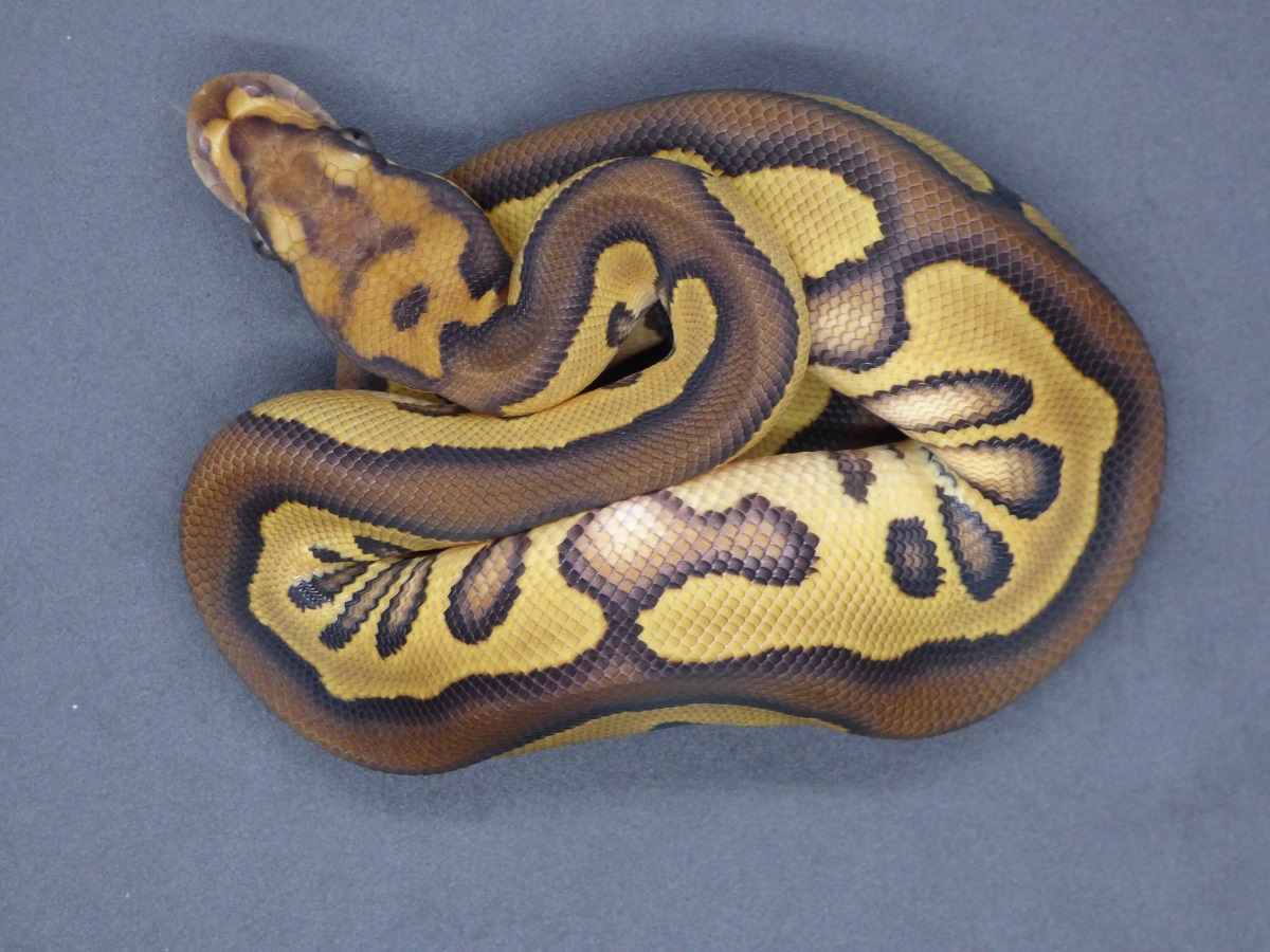 Clown Leopard Ball Mojave