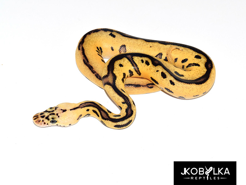 Clown Leopard Ball Pastel Spotnose