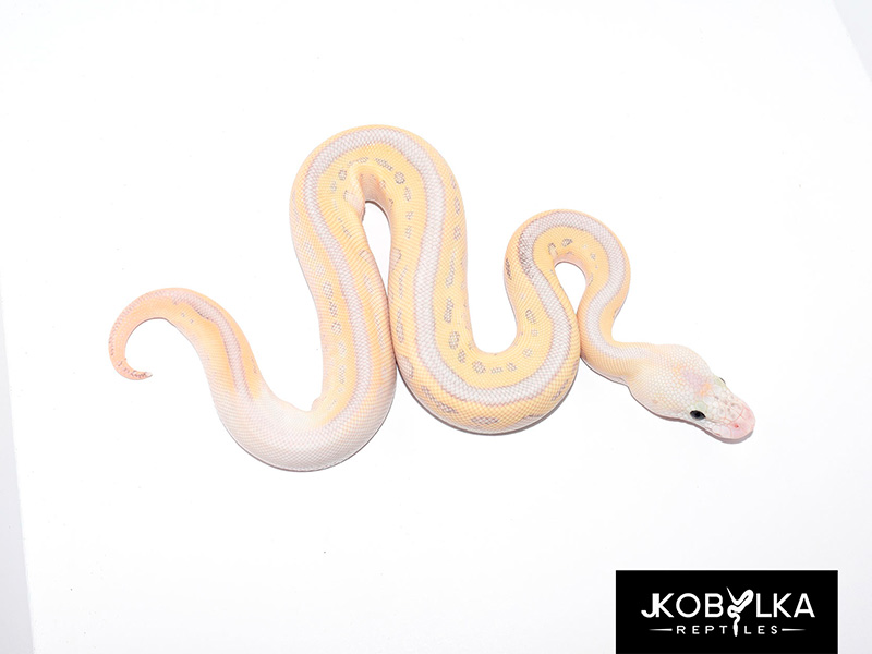 Clown Leopard Lesser Super Pastel