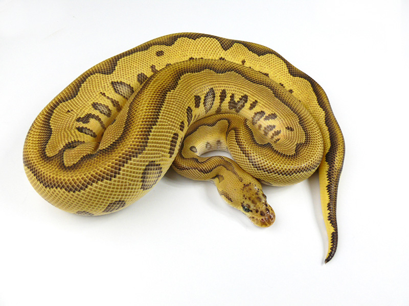 Clown Leopard Mojave Pastel