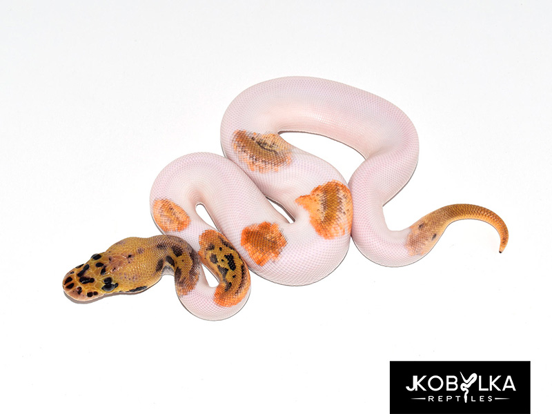 Clown Leopard Pastel Piebald