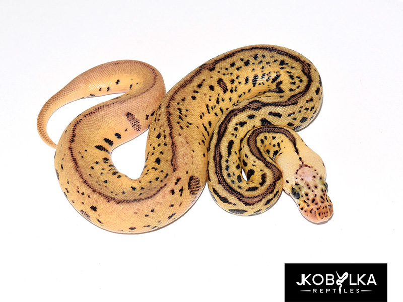Clown Leopard Spotnose Super Pastel - Morph List - World of Ball Pythons.